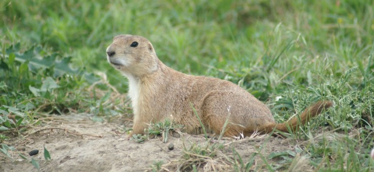 KONICA MINOLTA DIGITAL CAMERA