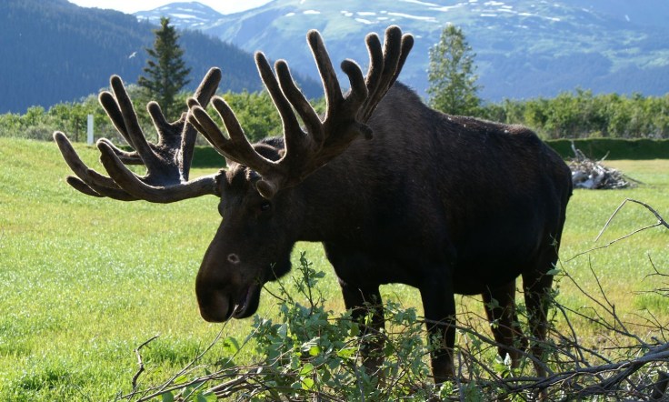 KONICA MINOLTA DIGITAL CAMERA