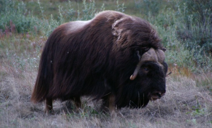 KONICA MINOLTA DIGITAL CAMERA