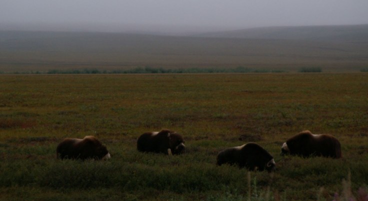 KONICA MINOLTA DIGITAL CAMERA