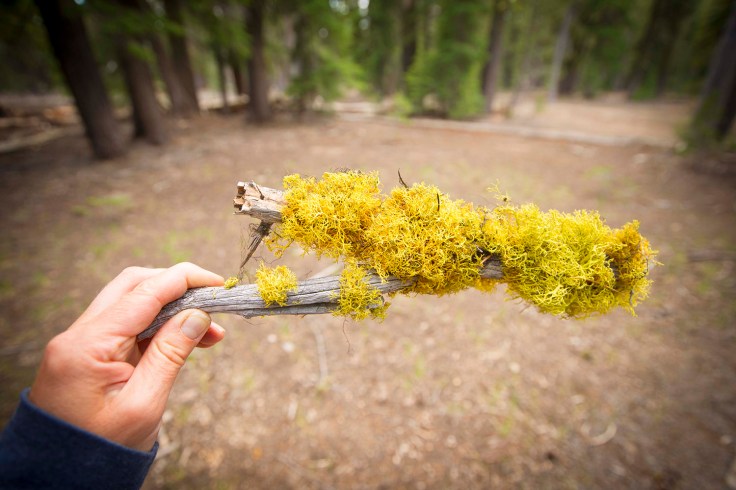 Obrośnięta mchem gałązka jakch wiele na szlaku