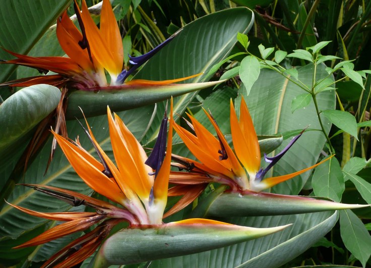 Bird of Paradise flower