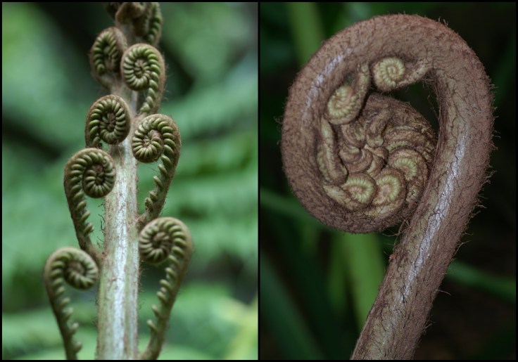 Paproć w początkowym stadium