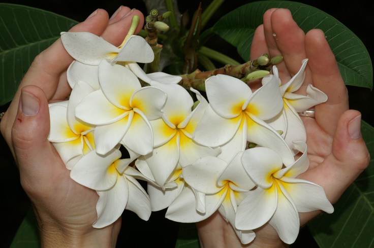 Plumeria - kwiat Lei