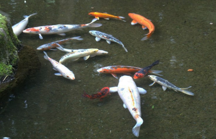 KONICA MINOLTA DIGITAL CAMERA