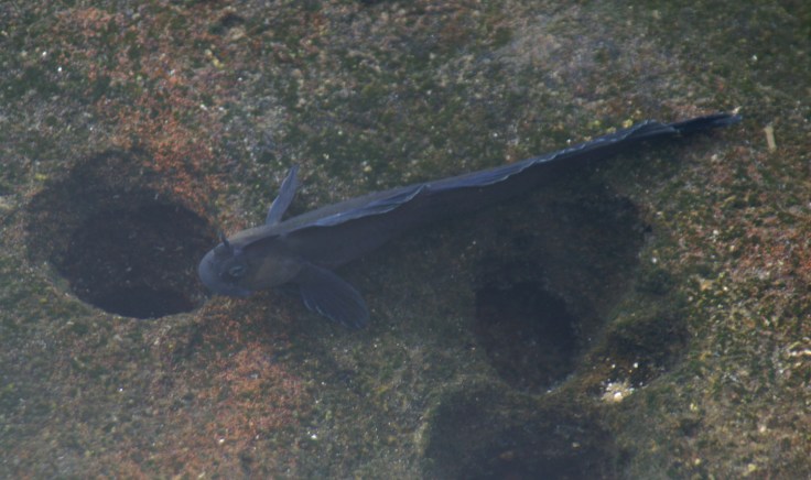 KONICA MINOLTA DIGITAL CAMERA