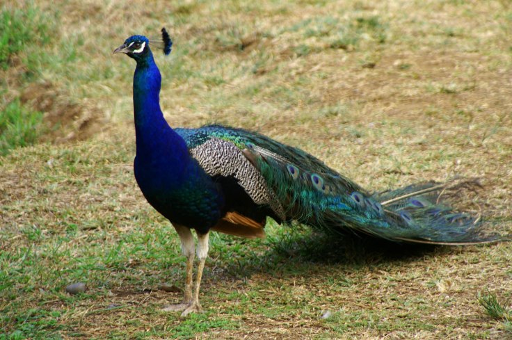 KONICA MINOLTA DIGITAL CAMERA